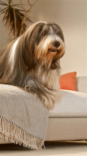 From hidden dust to stubborn pet fur, the Dyson V12™ Detect Slim takes care of it all. Engineered with anti-tangle technology to pick up pet hair quickly and hygienically—on floors, sofas, and even pet beds. Discover more about Dyson Vacuums by visiting our Dyson stores. #DysonPH #DysonVacuum #Furbabies | Dyson