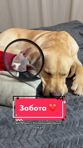 Лабрадоры дени и мени: стрижка когтей и необычный уход