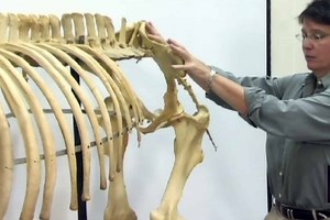 The Horse's Skeleton: Hind Limbs