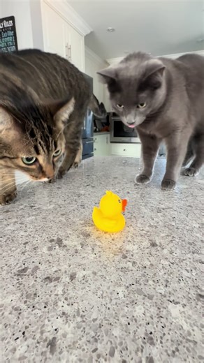 AMANDA LONG on TikTok