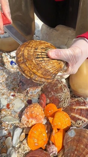 Sea Agate and Sea Crystal: Finding Hidden Treasures on the Shore and rare pearl