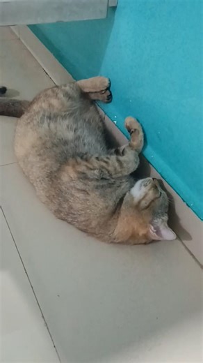 cat so tired#sleeping#petshub #cat#cutteanimalcat#shorts#utube #