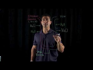 Countercurrent Exchange in Kidneys