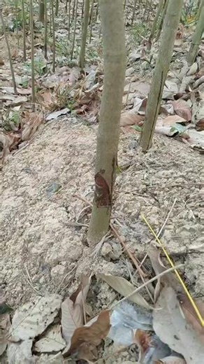 本人手里还有一万多棵，TT1品种，抢手货，先到先得，微信同步，欢迎来电15924678011