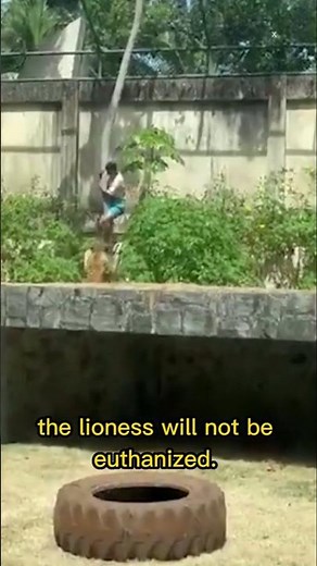 Teenager mauled to death by lioness at zoo after climbing into enclosure in front of visitors #zoo