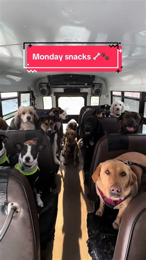 Monday Dog Snacks Ideas for Happy Pets