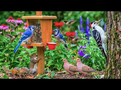 🔴LIVE Cottage Spring Bird Feeder: Cardinals, Blue Jays, Finches, Nature Sounds, Cat TV Sleep 🐦‍⬛
