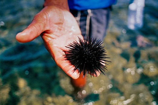Sea Urchins – The Florida Guidebook