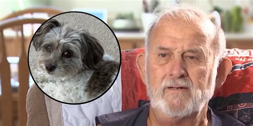 ‘Killer bees’ attack kills dog, hospitalized 86-year-old man