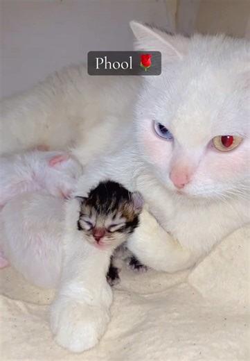 Meri Beti: Persian Cat Love and Joy