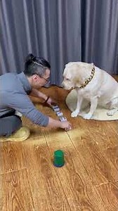 与众不同的狗狗上演听点传奇A one-of-a-kind doggo, making a legend of listening for the number!#搞笑汪驾到#萌寵#寵物#搞笑#拉布拉多