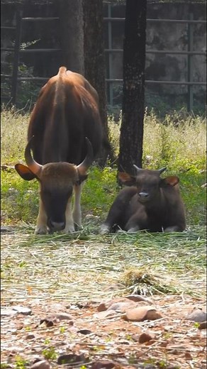 Peaceful Gaur (Indian Bison) in the Wild | Nature's Gentle Giant