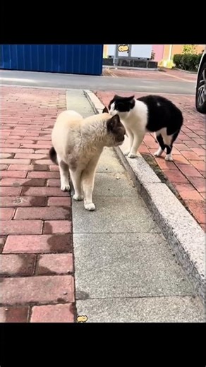 Cat Core 42 #cat #funny