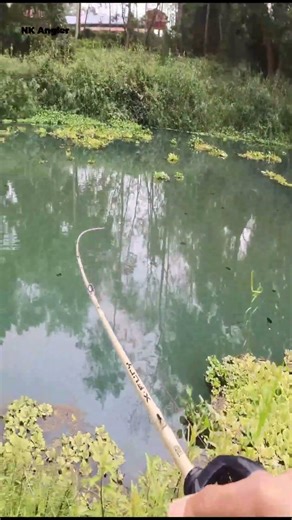 Murrel Fish Catching Short Reels #shortsfeed #fishing #safanafishing #mancing #angler #nkangler