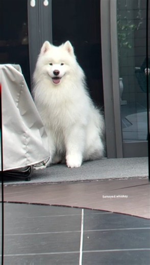 Meet the Samoyed: The World's Cutest & Fluffiest Dog! 🐶❄️dog shorts #