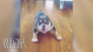 5.6K views · 161 reactions | Here is a before wheels, with wheels, and after wheels video of a dog who can now WALK! Macho received a Walkin' Wheels donation from Gunnar's wheels "When Macho lost use of his back legs, his breeder brought him to the vet, and when the vet said Macho's paralysis was likely permanent, the breeder said that he had no use for a dog in this condition, and wanted Macho euthanized." | Walkin' Pets | Facebook