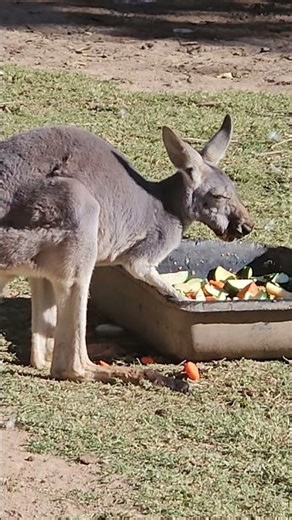 Snack Time! Cute Kangaroo Nibbles Away 🌱✨