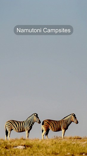 Embrace the joys of camping at Namutoni. --- #namutoni #camping #campsite #namibia #etoshanationalpark #etosha #chalets #accommodation #bushchalets #holiday #family #travelphotography #travelnamibia #wildlifephotography #bookings #NWR #Africa #africageographic #namibiatourism #namibiatravel #namibiaroadtrip | Nwrnamibia