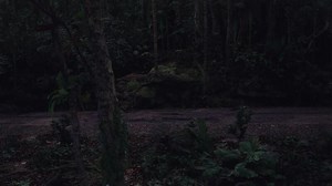 Exploring a secluded forest trail during twilight hours in a dense wilderness