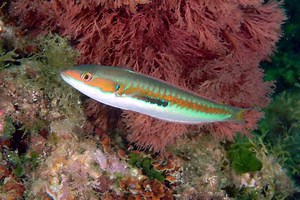 Mediterranean rainbow wrasse - Alchetron, the free social encyclopedia