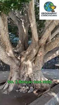 Top 5 Most Incredible Tree World Records #TreeFacts #WorldRecords #NatureFacts #GeographyFacts