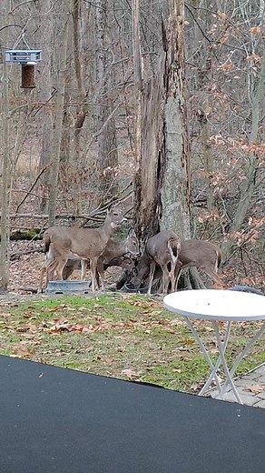 Our Back Yard Deer #deer #whitetail #whitetaildeer #ohiodeer #deerfeeder | Our Back Yard View