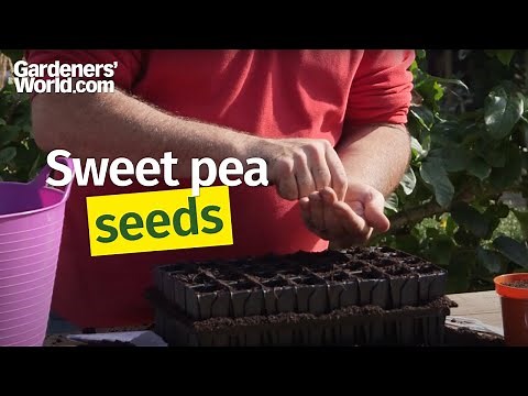 How to sow sweet pea seeds