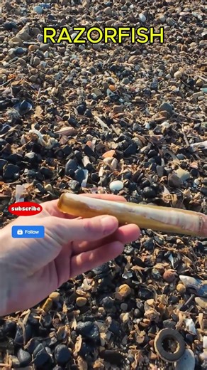 Perfect Razor Clam Shell Found on Yorkshire Coast – North Sea Treasure!