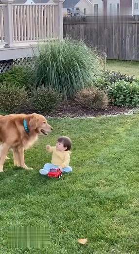 A sneaky fox enters the garden — but the family dog is faster. One bark, one charge, one saved child.  Animal Patrol Cam   HASHTAGS #AnimalPatrolCam #BackyardCam #DogSavesChild #DogVsFox #HeroDog #AnimalRescue #CaughtOnCamera #WildlifeEncounter #PetHero #ViralAnimals | Trekk | Facebook