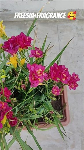 #garden #plants #gardening #terracegarden #fragrance