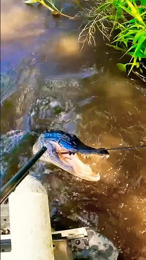 ALLIGATOR Hunting Swamp Monters