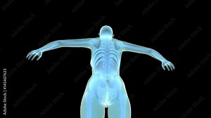 female body with skeleton and organs transparent background