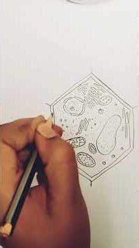Cell Diagram structure of plant Cell....class 7th science.