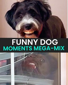 Check Out This Funny Dog Moments MEGA-MIX 🐶😂 | Animal Antics