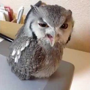 HEEEEEEEEEEEY!!(owl drunk)