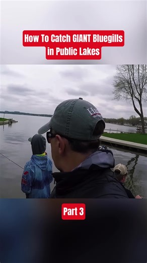 How To Catch GIANT Bluegills in Public Lakes | Part 3 #bluegillfishing #publiclakes #fishingtips #bigbluegill #angling #vlog #viral #fyp
