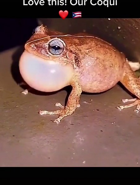 Discover the Beautiful Coqui Frogs of Puerto Rico