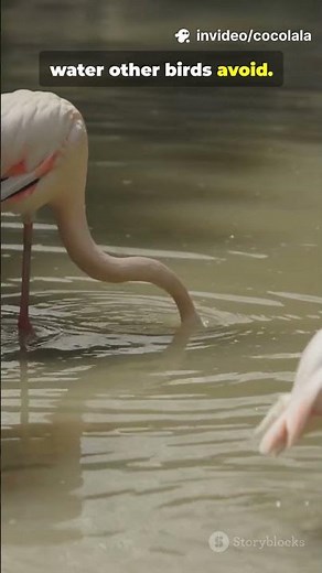 40 Seconds of Flamingo Secrets You’ll Love! #adoreble
