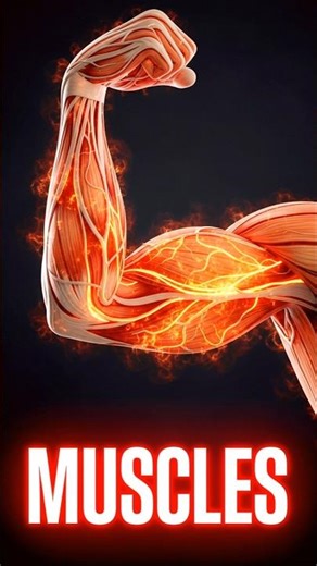 How many muscles are in the human body