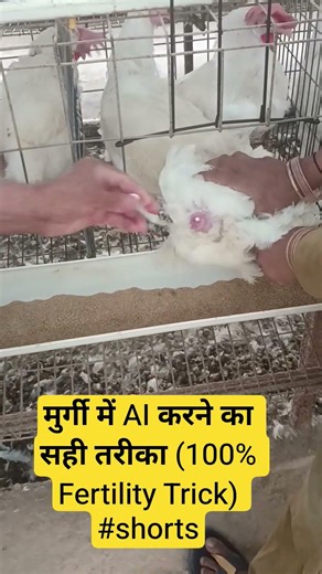 मुर्गी में AI करने का सही तरीका (100% Fertility Trick) #shorts