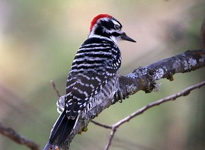 Nuttall's woodpecker - Alchetron, The Free Social Encyclopedia