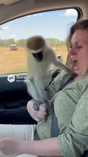 “When Two Frisky Monkeys Team Up… Nobody Is Safe 😂🐒”