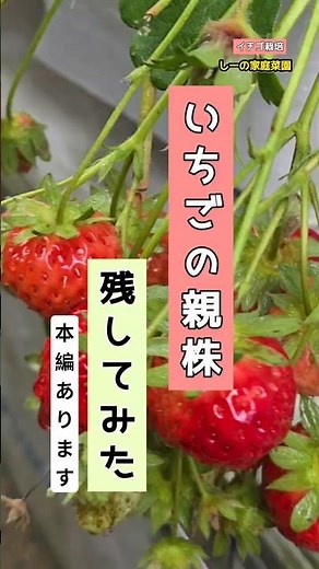いちごの親株って次の年も実る！？《しーの家庭菜園＊イチゴ栽培》
