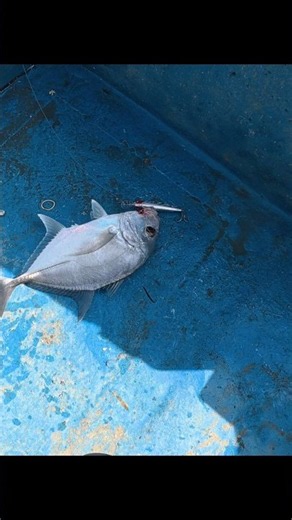 lucana Black tail and kokari rod saltwater fishing live gt strike #fishing #seafishing