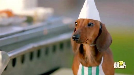 24K views · 280 reactions | While some pups fight for the title of Puppy Bowl champion, this weiner dog sells weiners. Look at that line! | Animal Planet | Facebook