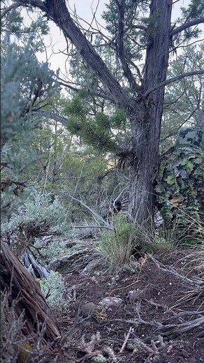 2024 Merriam’s turkey and it could have not been a more exciting few days #turkeyhunting #turkeys