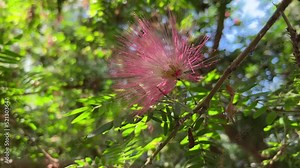 Footage of the pink flower of a Persian silk tree (Albizia julibrissin) in the Riverside Glasshouse