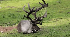 Reindeer (Rangifer tarandus) on the green grassland.