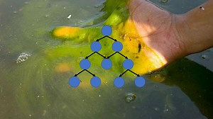 Predicting Future Water Quality with Machine Learning | Science Project