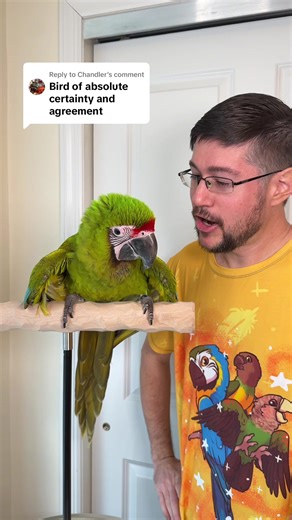 Cucumber the Great Green Macaw Responds to Questions